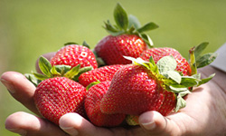 تولید سالانه 18 هزار و 500 تن توت‌فرنگی در سنندج